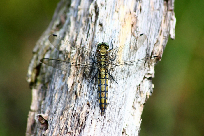 Orthetrum cancellatum?